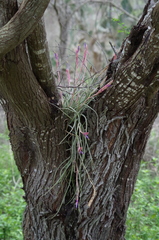 Tillandsia baileyi