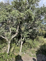 Quercus grisea