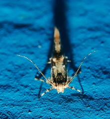 Pyroderces