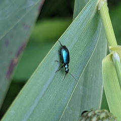 Lebia viridis
