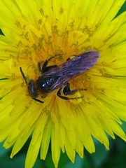 Xanthocampsomeris limosa