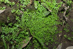 Callitriche muelleri