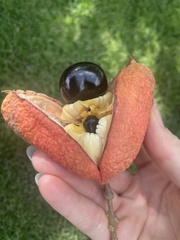Blighia sapida