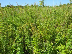 Spiraea alba