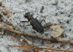 Cicindela punctulata