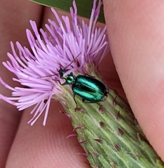 Lebia viridis