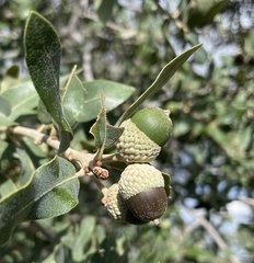 Quercus grisea