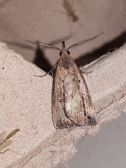 Macrochilo orciferalis