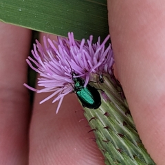 Lebia viridis