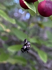 Eris militaris