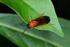Pergidae