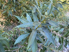 Salix lasiandra