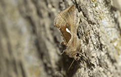 Anagrapha falcifera
