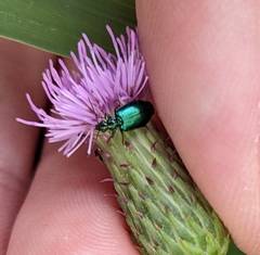 Lebia viridis
