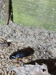 Harpalus