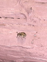 Pseudoedophrys hilleri