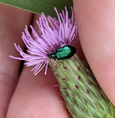 Lebia viridis