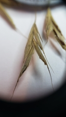 Bromus pubescens