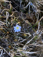 Gentiana sedifolia