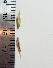 Bromus pubescens