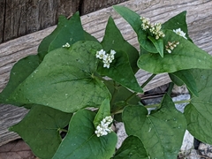 Fagopyrum esculentum