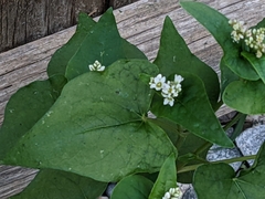 Fagopyrum esculentum