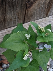 Fagopyrum esculentum