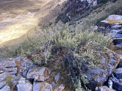 Polylepis
