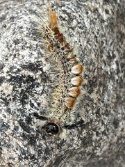 Orgyia pseudotsugata