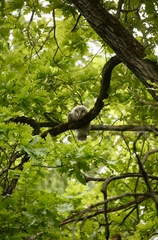 Strix uralensis