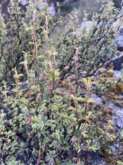 Polylepis
