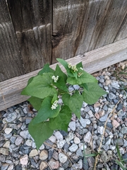 Fagopyrum esculentum