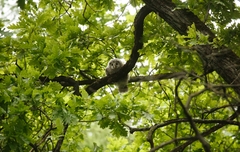 Strix uralensis