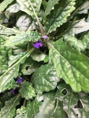 Ajuga decumbens