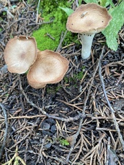 Paralepista flaccida