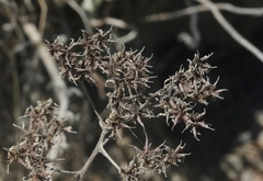 Dudleya edulis