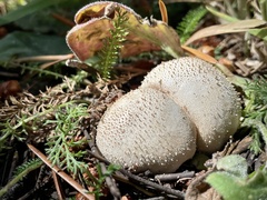 Lycoperdon perlatum