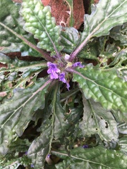 Ajuga decumbens