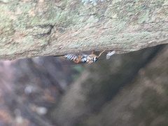 Cryptanura septentrionalis
