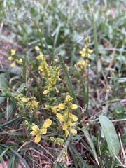 Corydalis aurea