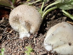 Lycoperdon perlatum