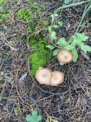 Paralepista flaccida