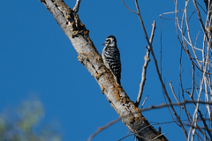 Dryobates nuttallii
