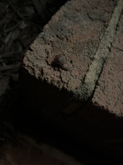 Polygyra cereolus