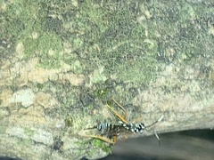 Cryptanura septentrionalis
