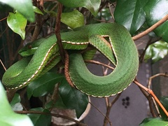 Trimeresurus stejnegeri