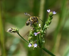 Megachile albitarsis