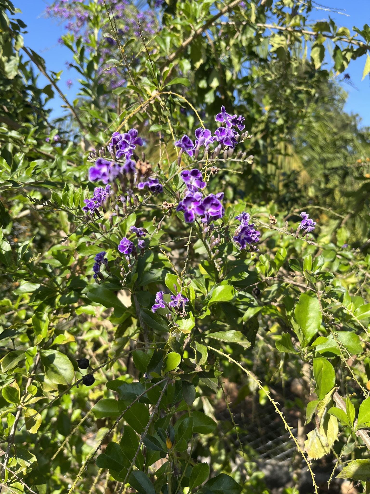 Duranta erecta