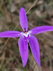 Glossodia major