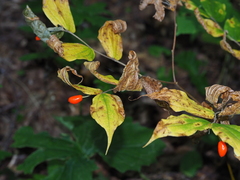 Prosartes lanuginosa